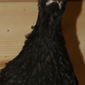 Penelope - 8 week old Black Copper Marans - starting to show some copper