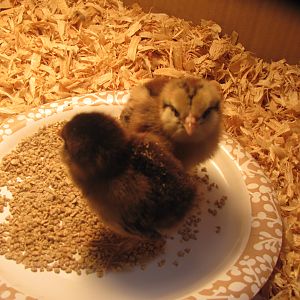 Our two new Ameraucana chicks:  The dark one is Alma and the light one is Aurora.