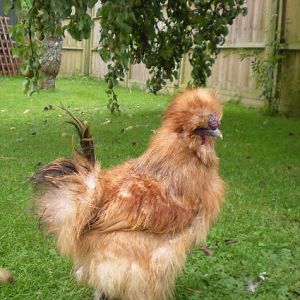 This is Buff my gold silkie bantam.