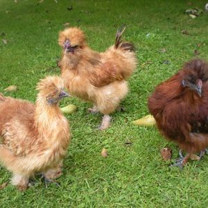 Buff, Honey and a younge cockerel