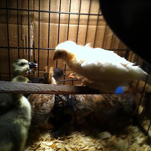 Lori(white one) and dahvie(gosling looking at her)