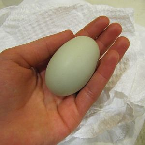 First full egg!