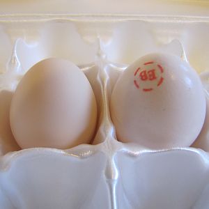 Sandy's egg next to Eggland's Best egg