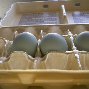 eggs4