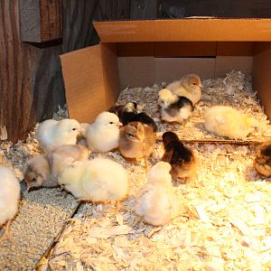 My newest additions to the flock! 2 Delaware-Hamshires, 3 White Leghorns, 1 Brown Leghorn, 4 Americaunas, 1 White-crested Black Polish, 2 Buff/White Silkies, 1 Partridge Cochin, and 2 possible Sebrights?