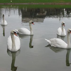 5 Swans a swimming