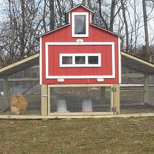 Insullated and wired coop , all winter no freezing water with 6 hen inside , with out use any heat.
