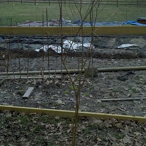 Mulberry tree planted in the new run