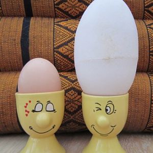 Regular chicken egg and monster size goose egg