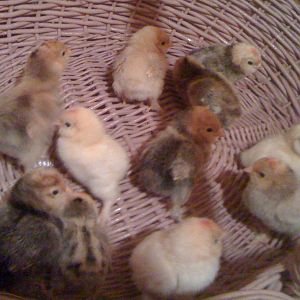 First baby chicks  hatched out in 2012 on March 7th