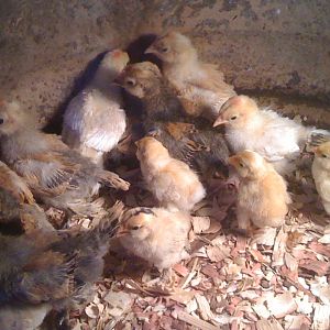 Baby chicks that hatched out on 3-7 and 3-19 2012 out of the 3/4  Mille hens  and pure Mille rooster