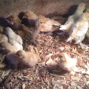 Baby chicks that hatched out on 3-7 and 3-19 2012 out of the 3/4  Mille hens  and pure Mille rooster