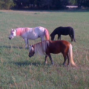 My Mini mares and stallion in pasture .... Front Huney Bucken .. middle ( with pink hairdo is mare Snickers and back  black mare Belinda