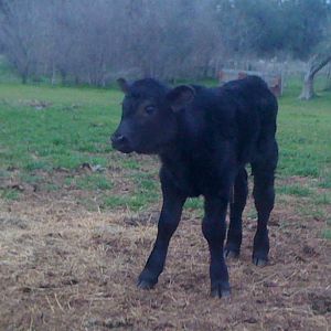 Angus bull calf named Chuck born 3-7-12