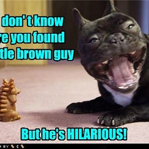 funny-dog-pictures-****-right-hes-funny1.jpg