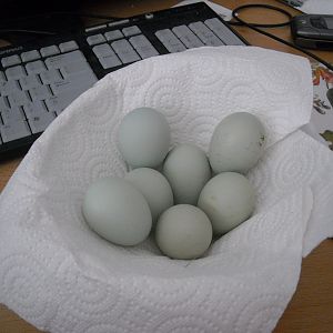 Our First Beautiful Blue Eggs - Americana