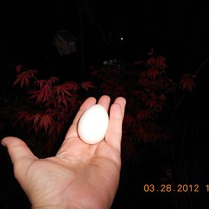 my first eggDSCN0105.JPG