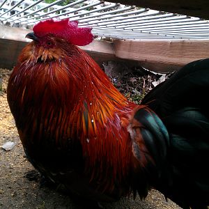 Mille fleur d'uccle rooster in 'chicken jail'