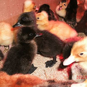 Crested babies and pullets, DOB 7-6-2011 001.JPG
Here is a picture of the last hatch