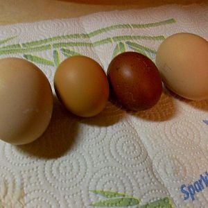Peafowl eggs on either side of chicken eggs.
