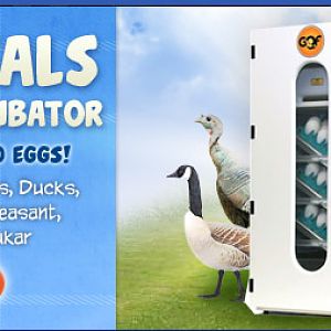 Great Deals on Egg Incubators and Egg Turners.