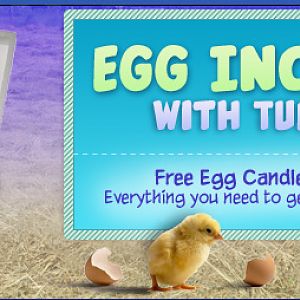 Professional Egg Incubator With Turner Kit. Free Egg Candler Included.