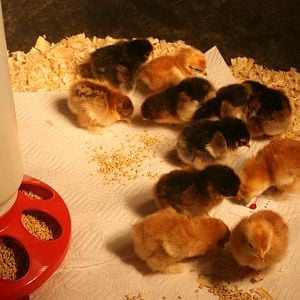 Excited to eat for the first time ~ Red cochin bantams & golden laced cochin bantams  4/4/12