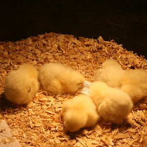 Light brahmas falling asleep for the first time in the brooder 4/4/12