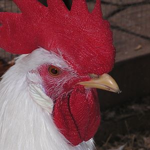 Roody the Rooster
10 Months Old
White Leghorn