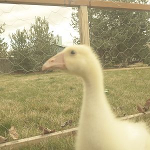 goose as my daughter has named him/her so