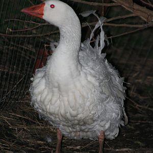 my gander walking around in the early night hours
