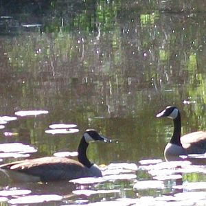 Canadian Geese visiting my pond, First time I ever saw them here I hope they return