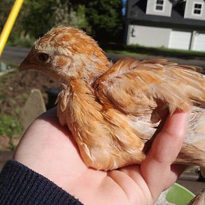 This is butternut and she is a feather legged im not sure what banty