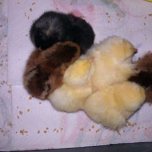 3 Salmon Faverolles (yellow), 2 Welsummers (brown) and 1 Barred Rock (black).