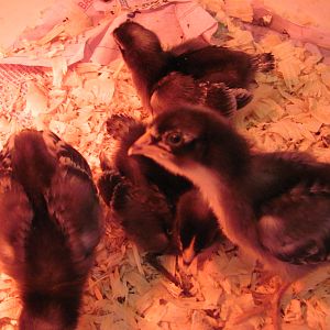 Curious Barred Holland chicks from IDEAL @ 10 days