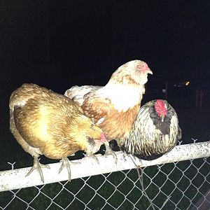 Marsal & his ladies. I have a coop, but sometimes when we're outside at dark they hang out on the fence.