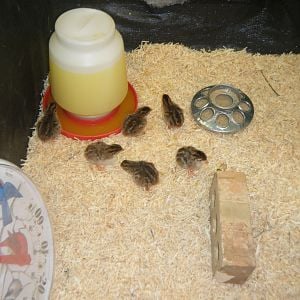 Day old keets!