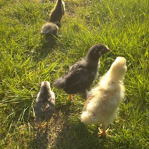Field trip to the front yard... first time the ducks have ever been out!