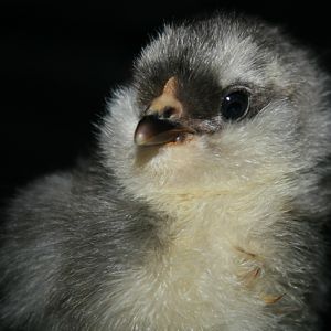 Blue Ameraucana chick - 5 days old