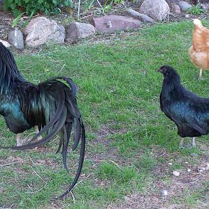 My pair of Black Sumatra chickens..love them.  He is the most gentle chicken I have and most obedient..follows me around and eats out of my hand.