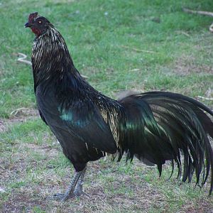 Black Sumutra mixed with golden phoenix chicken...I think his coloring is beautiful