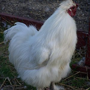 A friend of mine was moving and gave me "Fluffy" ...he is a silkie chicken who thinks he is a cat. Love him dearly