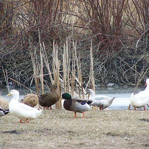Spring thaw...ducks got first dip into pond.