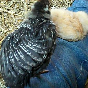 Wing of two week old Silver Wyandotte chick.