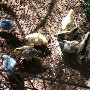 My chicks playing outside. (Yellow ones are Buff Orpingtons, Chipmunk-looking ones are Ameraucanas & the two blueish ones are Barred Rock/Ameraucana mixes)