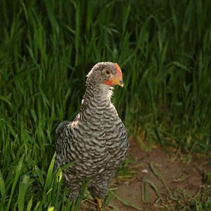 Rocky - 6 week old Barred Plymouth Rock Pullet