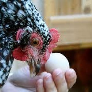 one of the best type of chickens i have. the speckled sussox