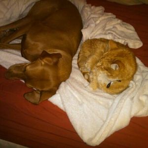 Bella our Vizsla and Tiger our old kitty...  Still catching mice at 18!!