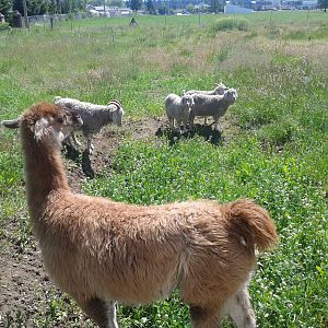 Suzie Q the Llama and the Angora Goats, Diamon the weather, Napolean the Buck and the Does Marie and Antoinette.