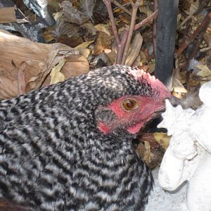 Pepper, the Barred Plymouth Rock